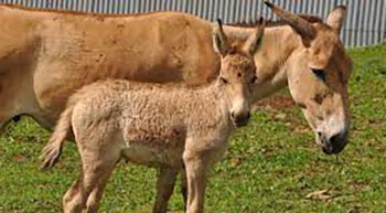 Onager Foals